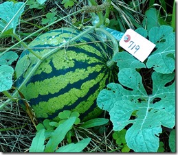2015-06-28 10.25.22